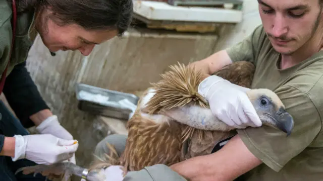 Гриф и сотрудники заповедника