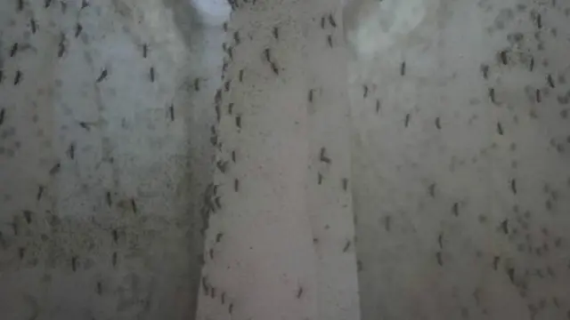 استنباط الملايين من البعوض في معمل شركة أوكسيتيك البريطانية قبل إطلاقها في البرية