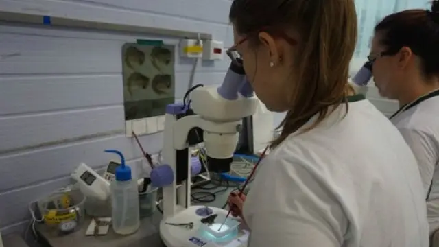 البعوض المستنبط معمليا يجرى اختباره لقياس كفاءته