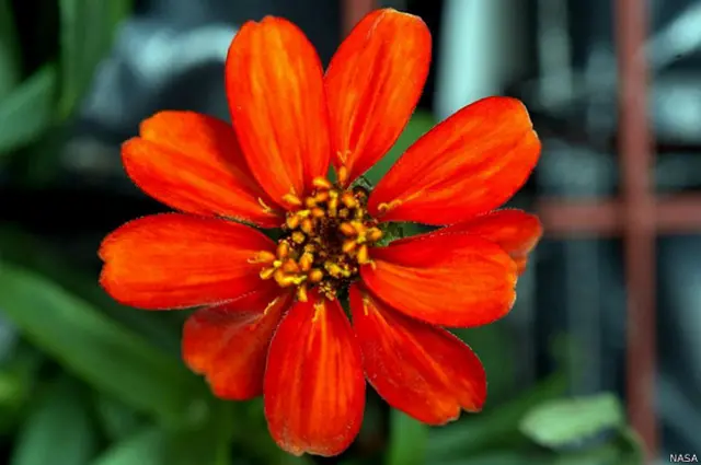 Zinnia en flor