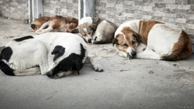 आवारा कुत्ते