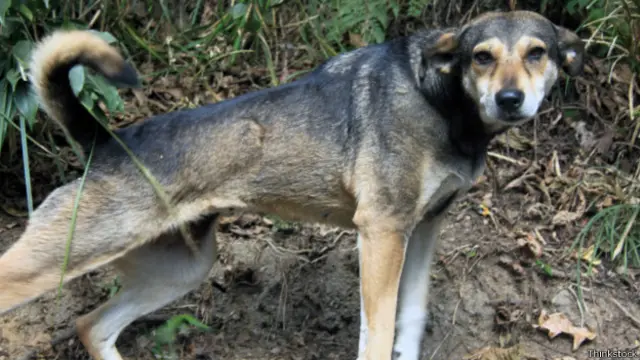 आवारा कु्त्ता