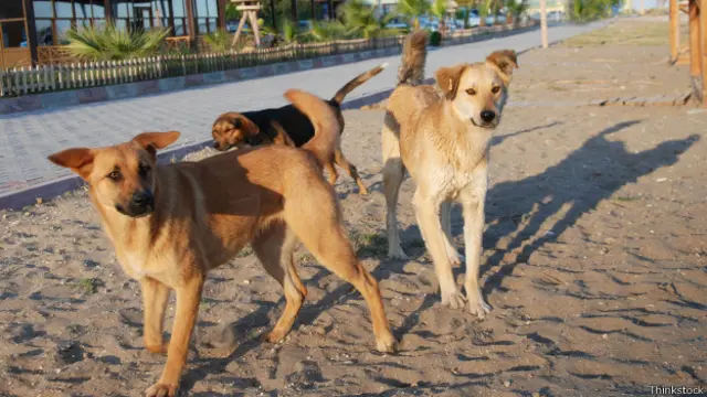 आवारा कुत्ते