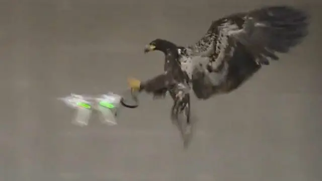 ویڈیو میں عقاب کو ڈرونز پر حملہ کرتے دیکھا جا سکتا ہے