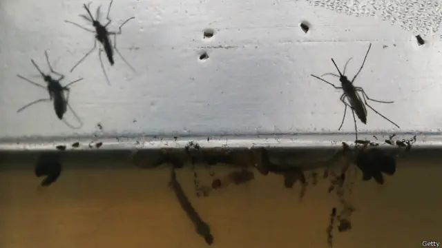 زیکا وایروس د یو لېږدونکي میاشي د چیچلو په مټ له یو نه بل ته لېږدول کېږي.