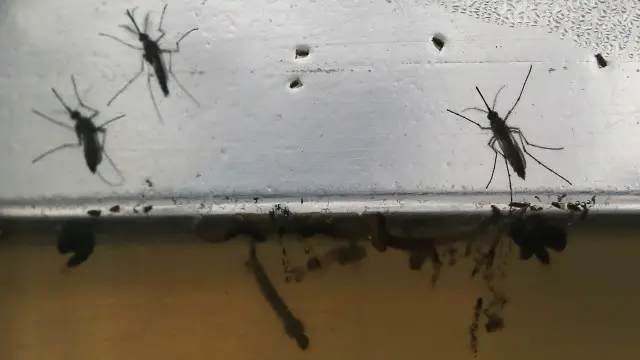 Mosquito Aedes aegypti