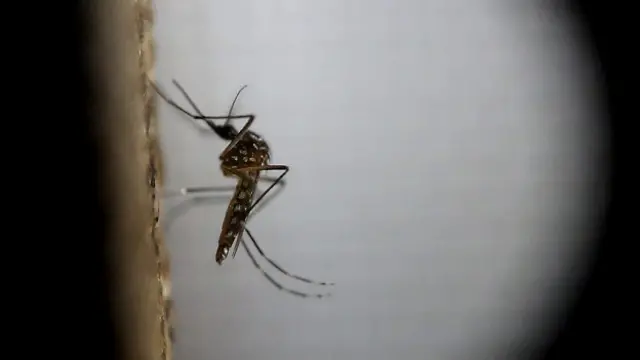 Разносчиками вируса Зика являются комары рода Aedes, в основном вида Aedes aegypti