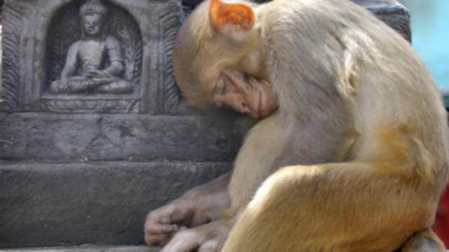 一只猴子正在睡觉