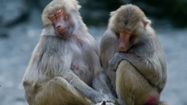 狒狒喜欢坐着睡觉