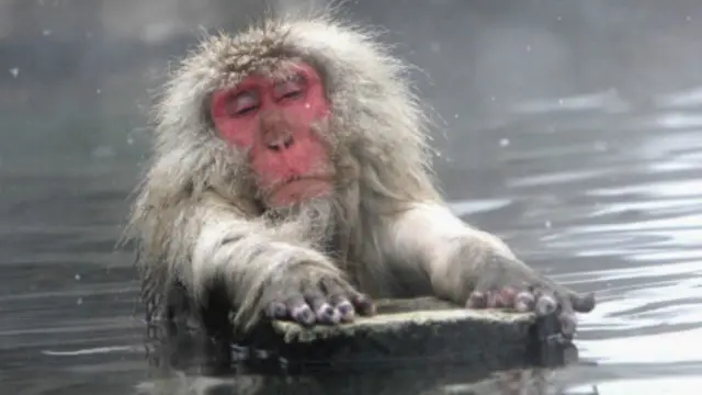 猴子总是担心捕食者，所以睡眠连贯性较差