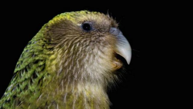 新西兰濒危物种鸮鹦鹉的种群数量之所以很难恢复，部分原因就在于基因库太小(图片来源：Getty Images)
