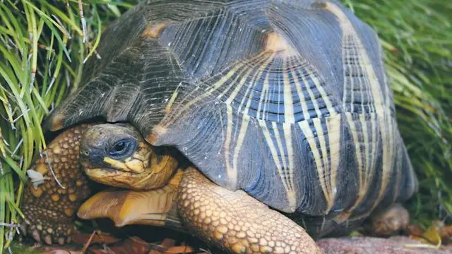 ریڈییٹِڈ کچھوے نسل کے خاتمے اور غیر قانونی شکار کے خطرے سے دوچار ہیں