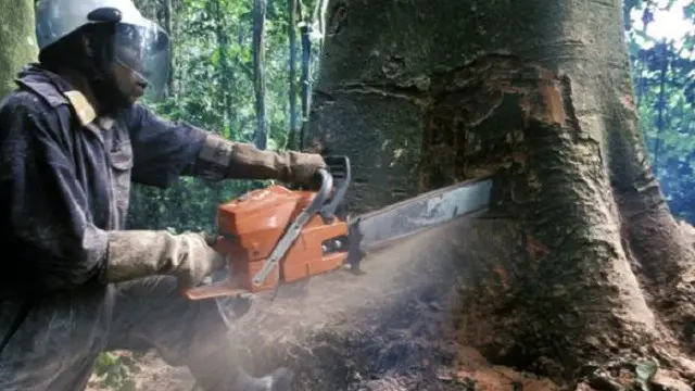 حماية الغابات هدف رئيسي لاتفاقية باريس ولكن قد تؤثر على سكان الغابات