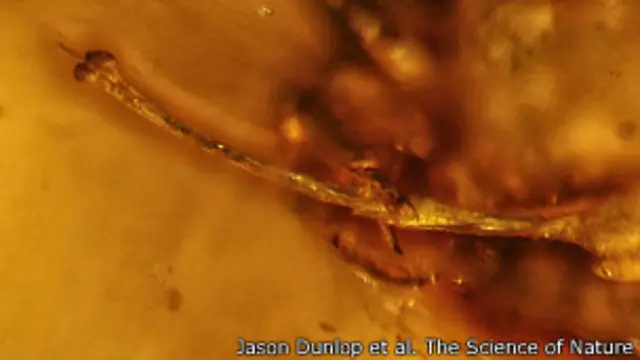 Se cree que el ejemplar pertenece a una especie de araña ya extinta.