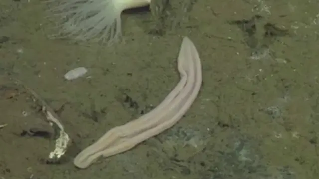 Ariel porno fotosuratlari (barcha fotosuratlar)