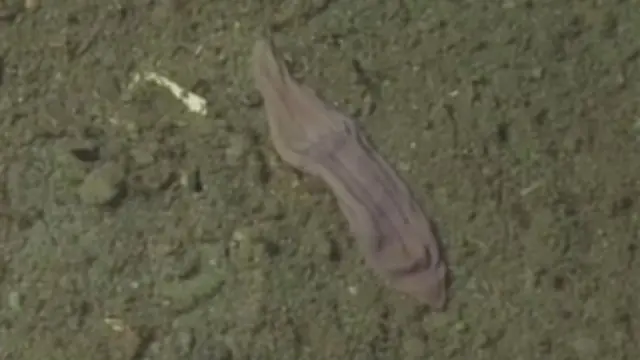 Xenoturbella