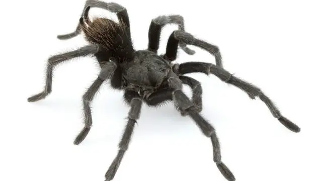 الذكور البالغة من النوع الجديد أفونوبيلما جوني كاشي تكون كلها تقريبا سوداء 