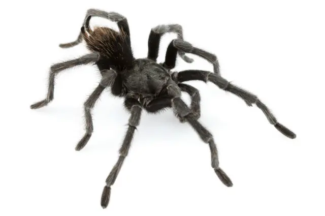 Мужские особи нового вида пауков-птицеедов полностью черного цвета