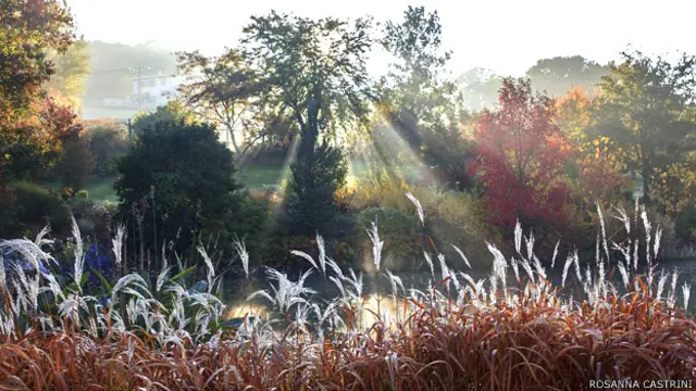 Luz que se cuela en árboles en un jardín en Francia