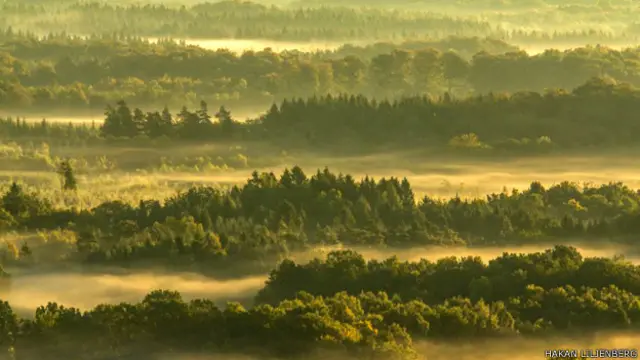 Los jueces destacaron el contraste entre la textura de los árboles y de la niebla. La foto, captada en el parque Soderasen, en Suecia, es de Hakan Liljenberg.