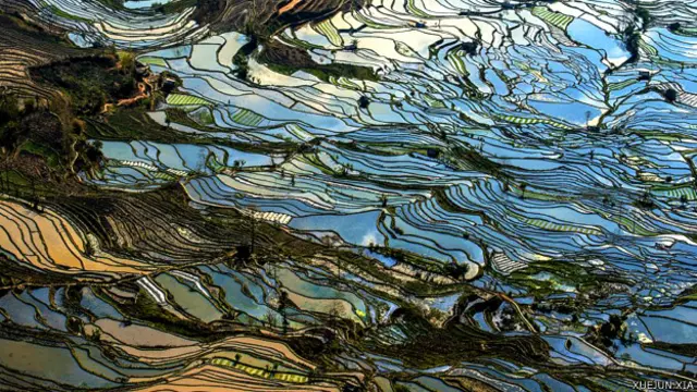 Terrazas con plantaciones de arroz en China