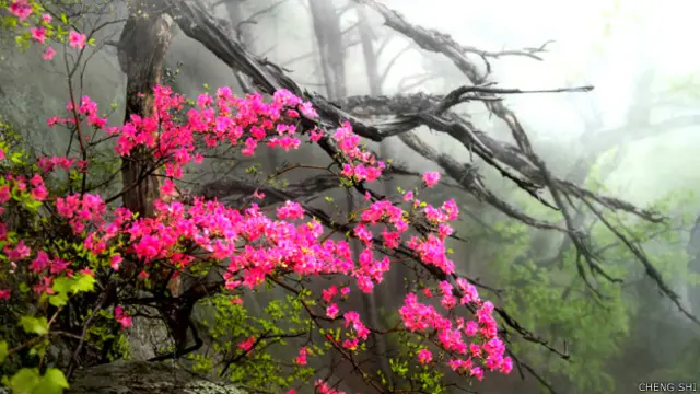 Planta con flores rosadas vibrante que contrastan con la niebla gris