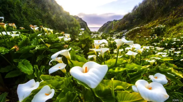 Valle de flores, cartuchos o calas, en California