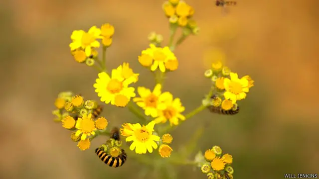 Abejas en flores