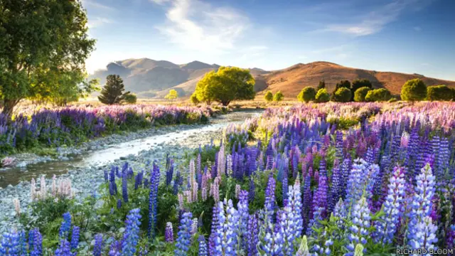 Lupines en Nueva Zelanda