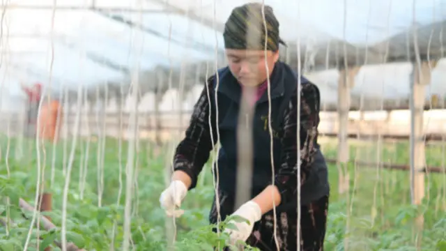 Кыргызстандыктардын 40 пайызы айыл чарба тармагы менен алектенет.
