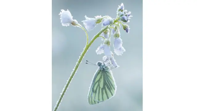 Una mariposa con cristales de hielo en sus alas