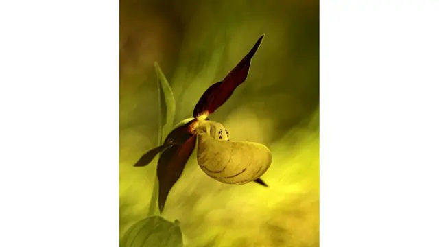 Orquídea conocida como "Zapatilla de la dama"