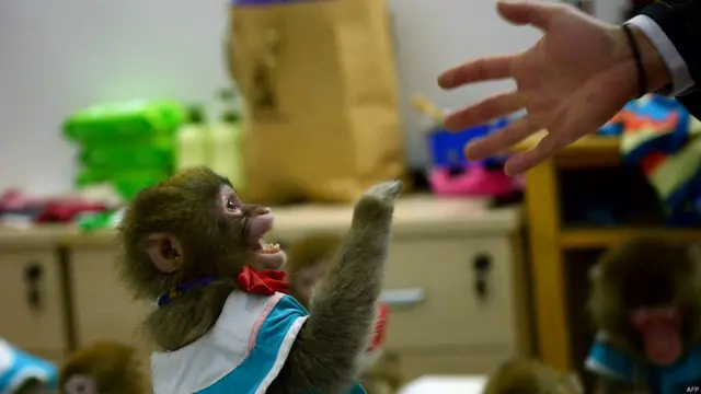 इस तस्वीर में पूर्वी चीन के डॉन्गयिंग ज़ू में ये बंदर एक ट्रेनर के इशारों का जवाब दे रहा है. नया साल बंदरों का साल माना गया है इसलिए पूरे चीन में कई जगह प्रशिक्षित बंदरों पर आधारित शो तैयार किए गए हैं, जिन्हें लोगों के सामने पेश किया जाएगा.