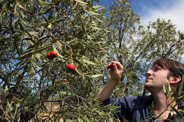 René Redzepi buscando ingredientes en el bosque