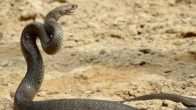 सांप की फाइल फोटो