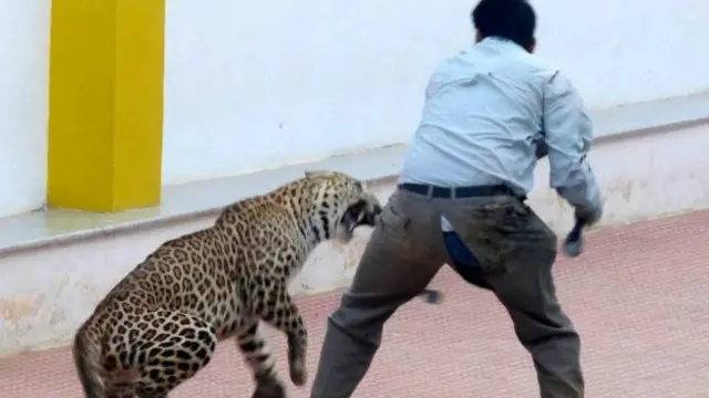 اكتشف وجود الفهد وهو يتجول داخل المدرسة الواقعة في منطقة "كوندالاهالي" بمدينة بنغلور.