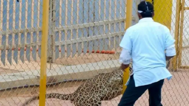 جرى تخدير الفهد مساء الأحد بعد مواجهة استمرت لنحو عشر ساعات من أجل الإمساك به