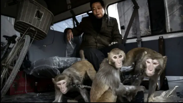 د بیزوګانو یو رزوونکی له خپلو درو بیزوګانو سره. چین په دې ورځو کې د (بیزو کال) په نامه نوی کال لمانځي.