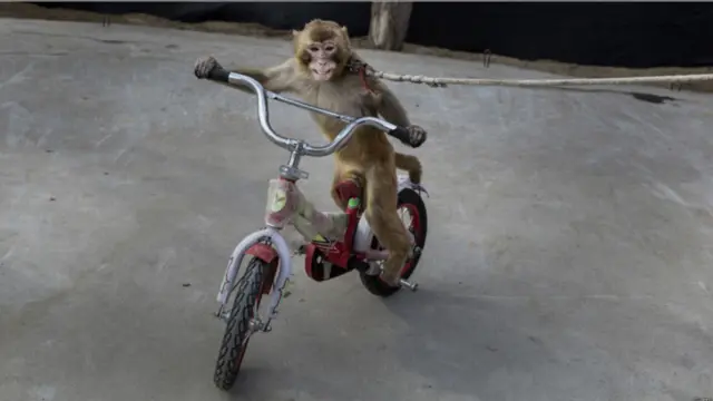 یوه بیزو چې بایسکل چلول زده کوي، ګوتنیوونکي وايي، د بیزوګانو د روزنې لپاره سم چاپېریال نه شته.