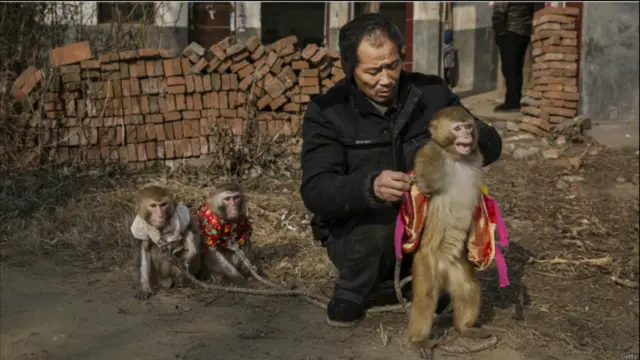 بیزو روزونکی باو ونګشان بیزوګانو ته د جامو اغوستل ورزده کوي.