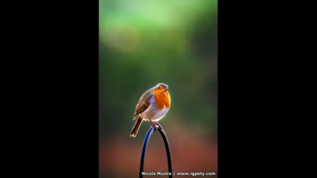 فازت المصورة نيكولا مونرو، بالمركز الأول عن صورة لطائر أبو الحناء، الروبن الأوروبي، بعنوان "هل تنظر إلي؟" ويكون هذا الطائر أول من يستقبل زوار الحدائق في بريطانيا، وتكشف تلك الصورة عن العلاقة الخاصة بينه وبين المصورة.