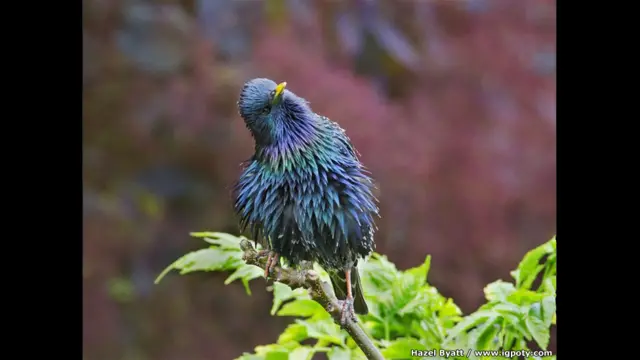 طائر الزرزور بألوان قوس قزح، بريطانيا، للمصورة هازل بايت، وصلت الصورة للدور النهائي.
وتبين هذه الصورة لقطة ماهرة للريش الذي يعكس ألوان قوس قزح وجاءت في توقيت رائع.