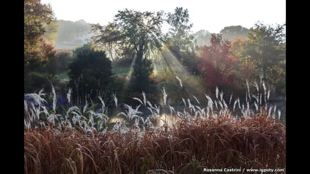 لحظة ساحرة، اسيير، فرنسا، للمصورة روزانا كاستريني، وصلت للنهائي.
وتحوي تلك الصورة توازنا بين الألوان التقطتها عين المصورة قبل الكاميرا لتجعل من هذا العمل الفني حديقة برية رائعة.