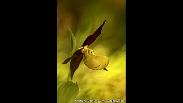 الملكة، متنزة فريوليان دوليمتس ناتشرال، إيطاليا، للمصورة كريستيانا داميانو، وجاءت في المركز الثاني أيضا.
تعبر هذه الصورة عن مدى الحيوية التي تتمتع بها زهرة الأوركيد، ومن الصعوبة منح هذا القدر من الديناميكية لنبات صغير.