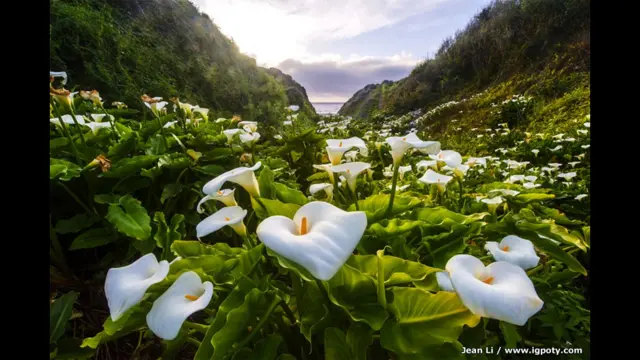 وادي كالا ليلي، هاي واي وان، كاليفورنيا، الولايات المتحدة، للمصورة جين لي، وصلت للنهائي.
تمثل اللقطة إطارا جميلا، وكأنها تغرق بين أوراق الشجر وسط امتداد من الزنابق ولا يمكن للعين إدراك نهاية الزهور البيضاء الممتدة.