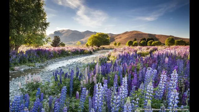 صورة تيكابو لوبينز، من بحيرة تيكابو، ساوث أيلاند، نيوزيلندا، للمصور ريتشارد بلوم.
وتصور نبات الترمس بأزهاره المميزة والتي تمثل طيفا من أجمل الألوان مع الضوء الناعم لتصور منظرا طبيعيا يجعل كل شخص يرغب في الذهاب إلى هناك.