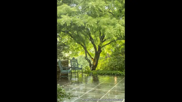 حمام الشمس، روكستون، ماريلاند، الولايات المتحدة، للمصور روجر فولي، وجاءت في المركز الثاني.
تستطيع بالكاد سماع صوت المطر يرتطم بالأرض، لكن الضوء الفضي المتسلل من بين الأشجار يطمأننا بأن الشمس ليست ببعيدة، وهو مشهد بسيط للغاية ويعكس تغلغل الضوء بنعومة بين الأغصان.