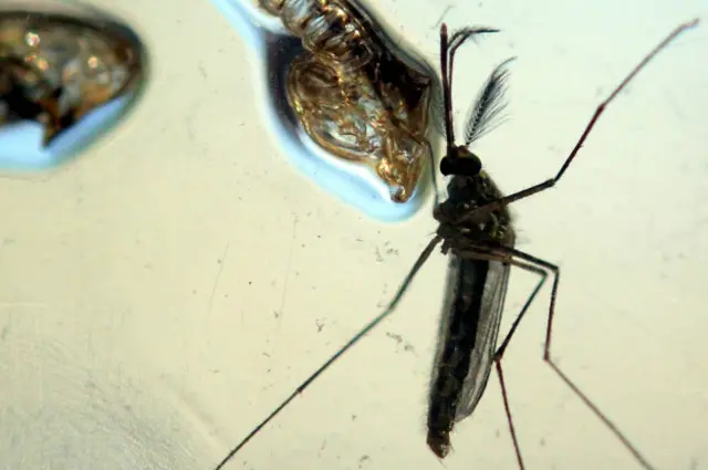 mosquito Aedes aegypti