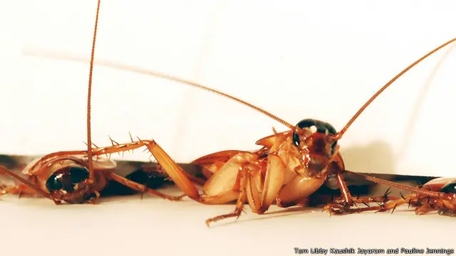 Watafiti wanasema roboti hiyo inatumia mbinu zinazotumiwa na mende kutembea kwenye nyufa