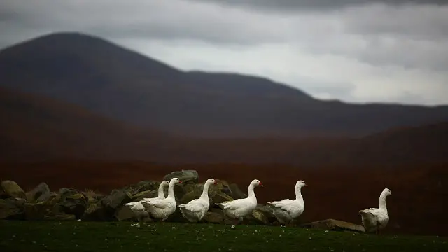 Шотландский пейзаж